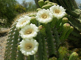 arizona saguaro cactus blossoms