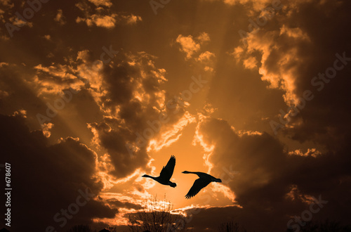 pair of geese at sunset