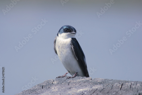 purple martin