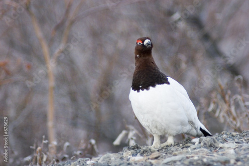 careful ptarmigan