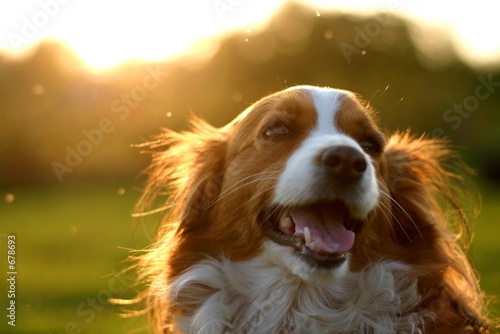 kooijker dog with sunset
