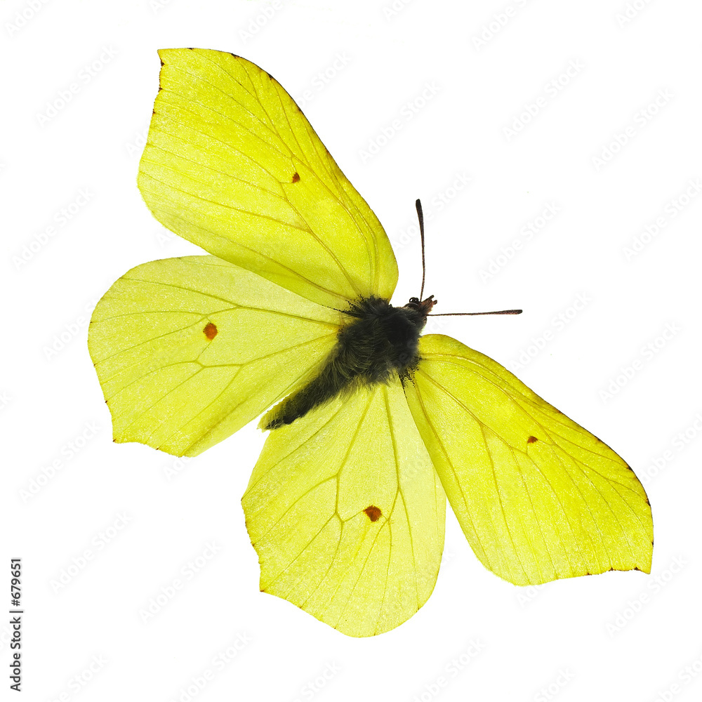 Foto yellow butterfly