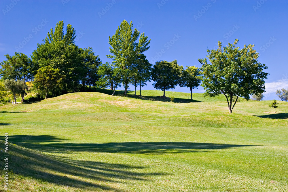 Obraz premium trees