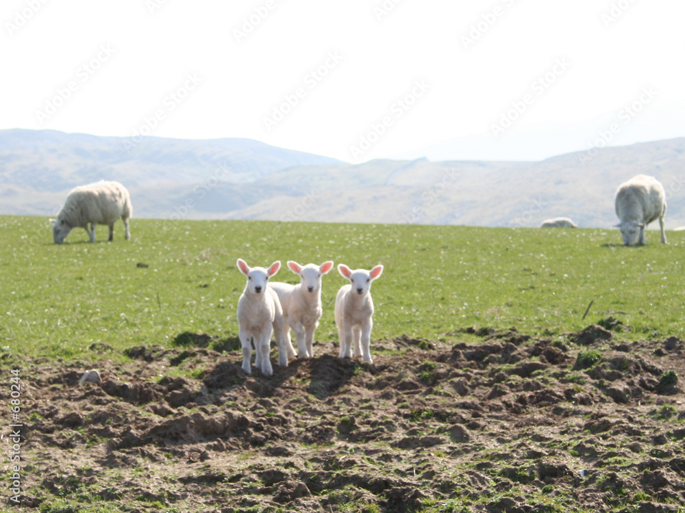 Naklejka premium three lambs starring