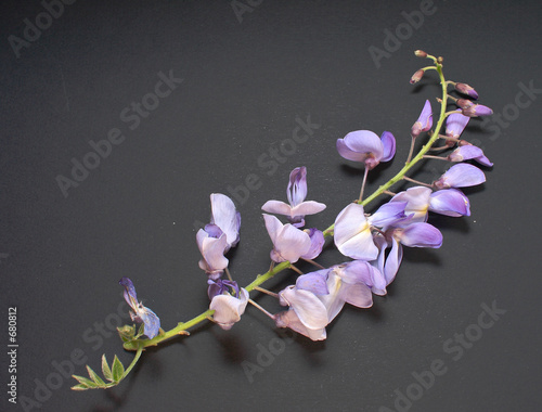 branche de glycine 3
