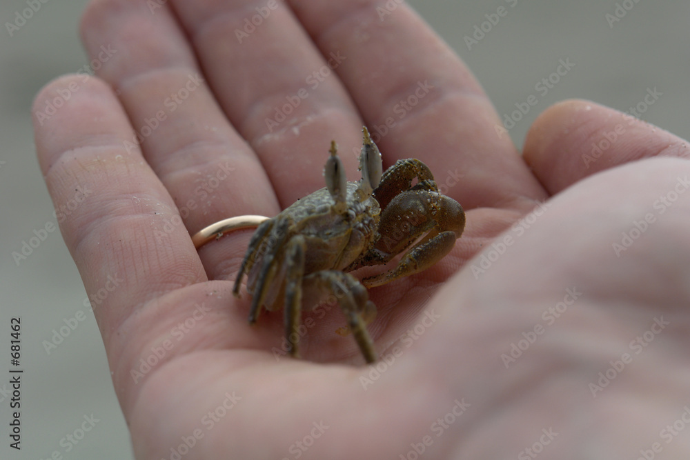 the crab in hand