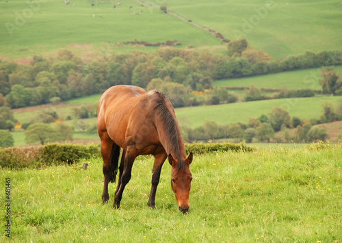 horse grazing