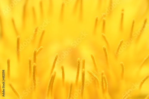 staubgefäße einer maiblumenblüte
