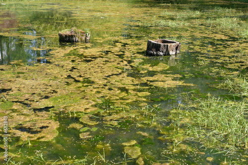 green swamps