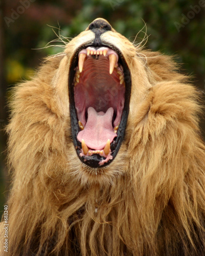 yawning lion