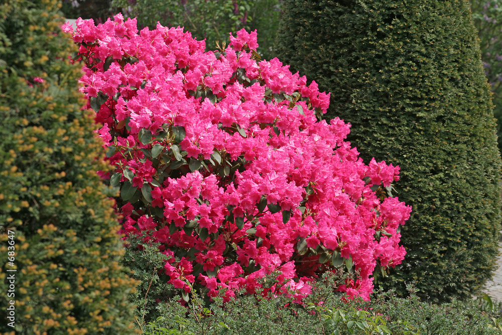Naklejka premium rhododendron zwischen koniferen