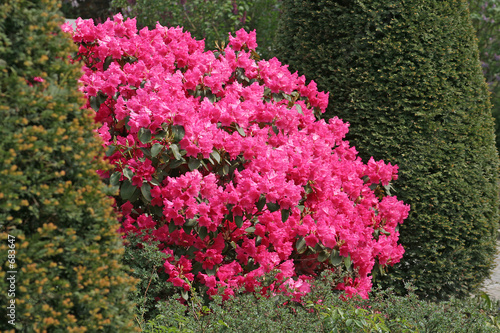 rhododendron zwischen koniferen