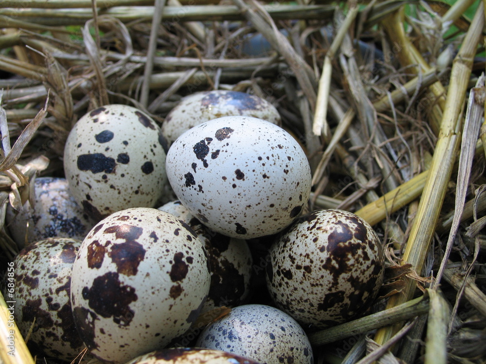 oeufs de caille oeufs de caille