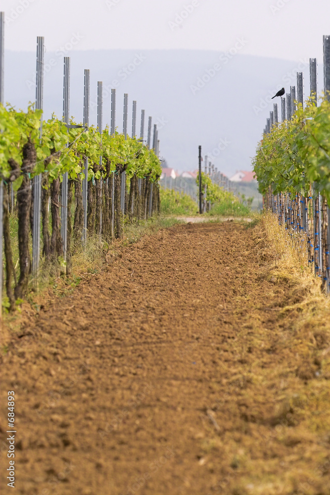 wineyards in spring wineyards in spring
