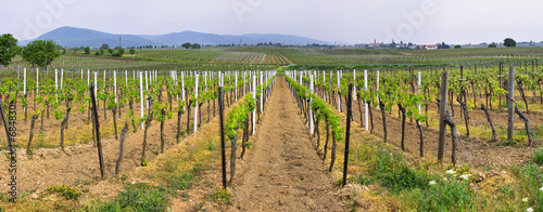 panoramic wineyards in spring