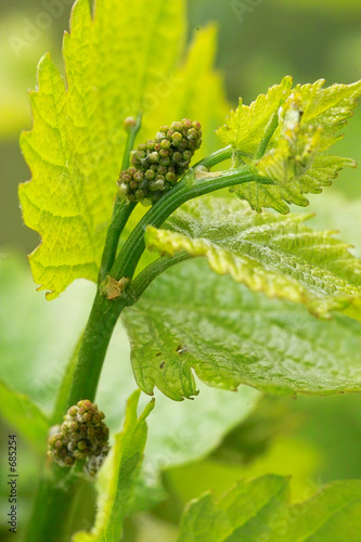 grapes in spring