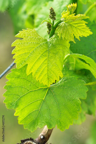 grapes in spring
