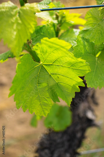 grapes in spring
