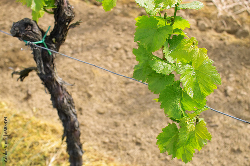 grapes in spring