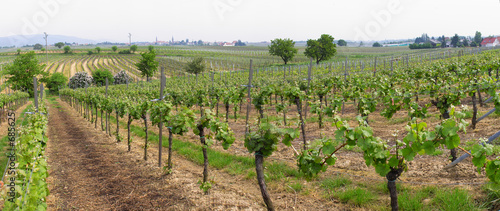 panoramic wineyards in spring