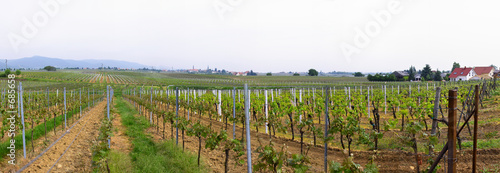 panoramic wineyards in spring