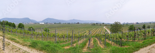 panoramic wineyards in spring