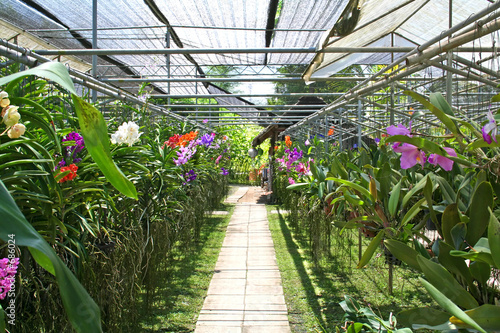orchid nursery