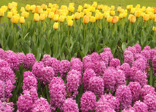 pink hyacinth field photo