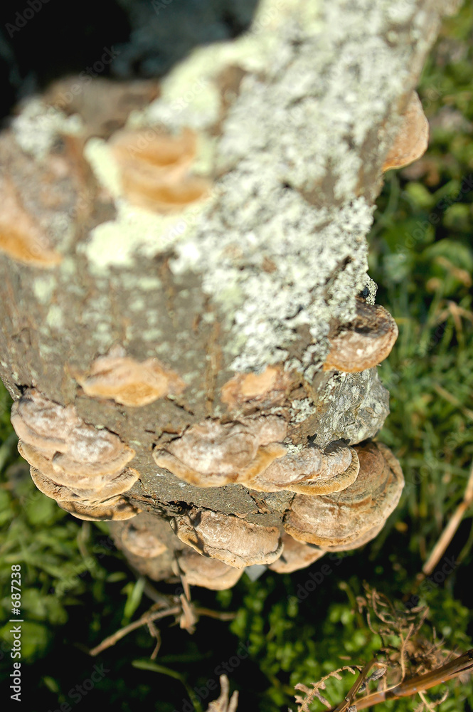 champignon sur bois