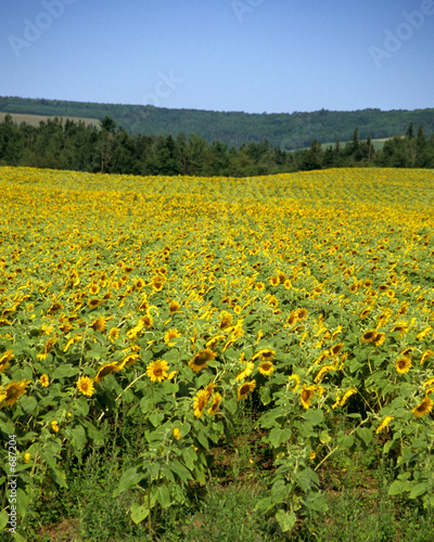 field of sunflowers © Alison Cornford