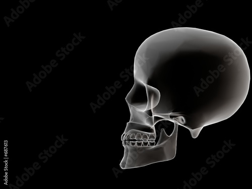 head xray profile