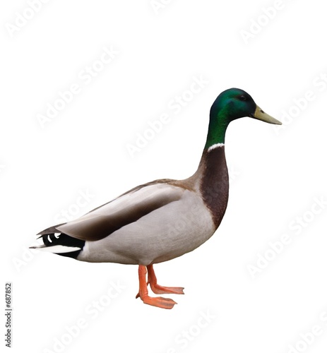 duck isolated
