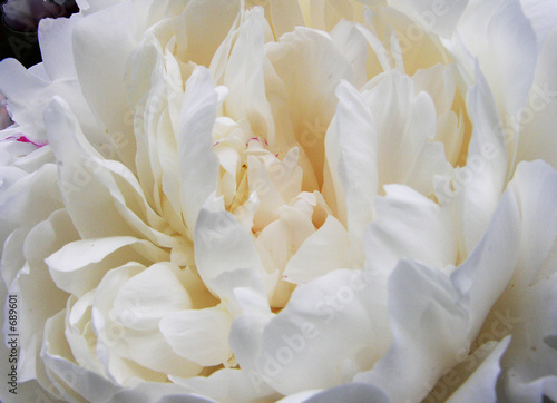 flower02051906