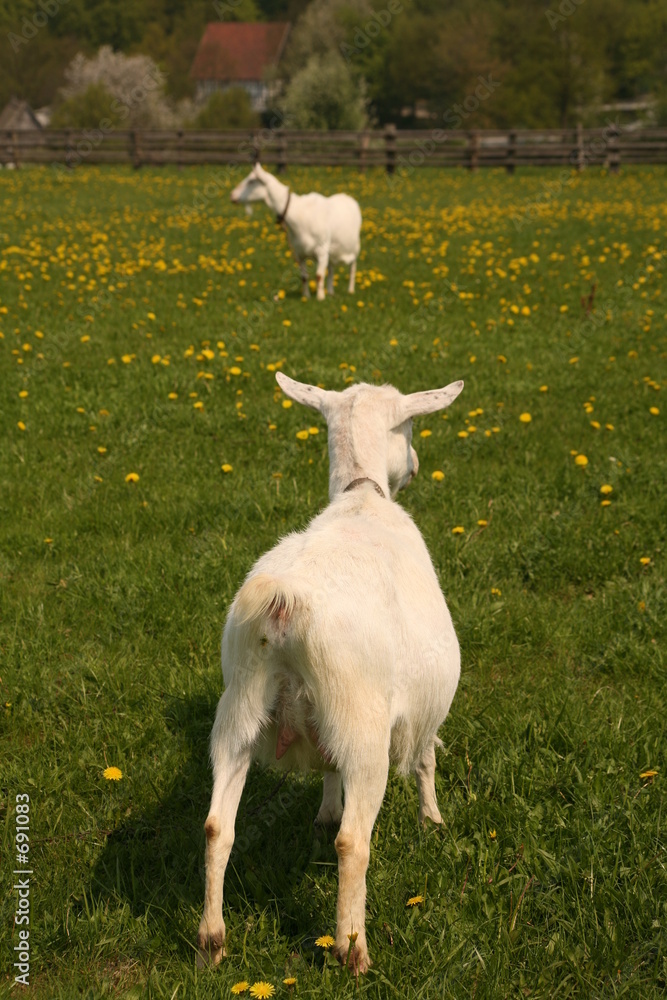 weiße deutsche edelziege Stock Photo Adobe Stock