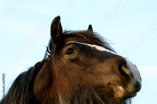 irish cob portrait photo