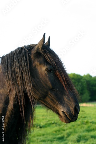 frisian horse photo