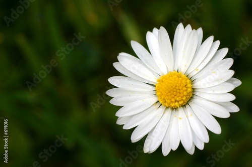 oxeye daisy