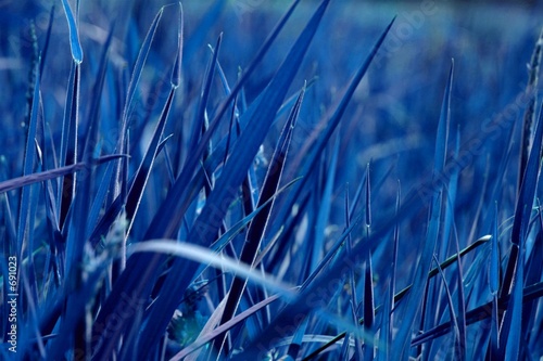 blue grass background