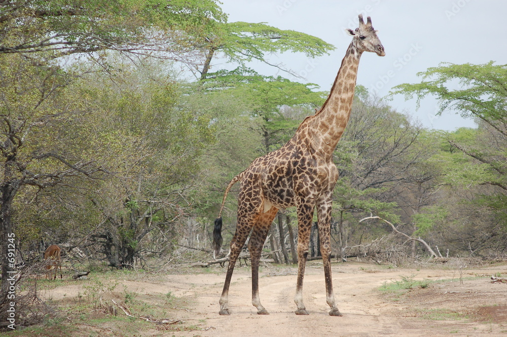 Obraz premium giraffe