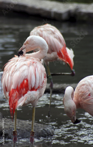 flamingos on the zoo