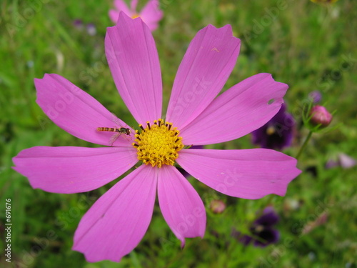 bee on the flower