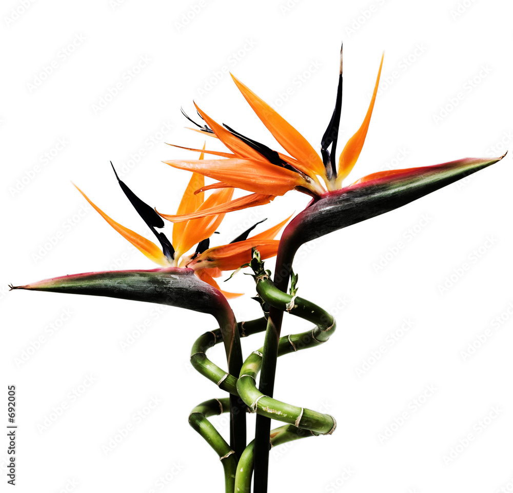 Obraz premium birds of paradise flowers