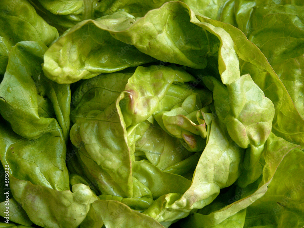 lettuce lettuce