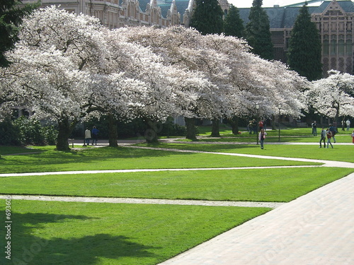 cherry blossoms