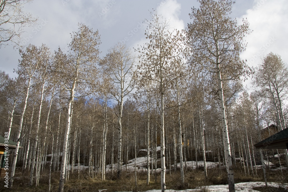 Foto quaking aspen grove