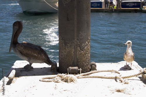 cabo pelican and seagull photo