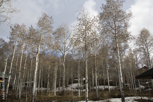 Foto quaking aspen grove