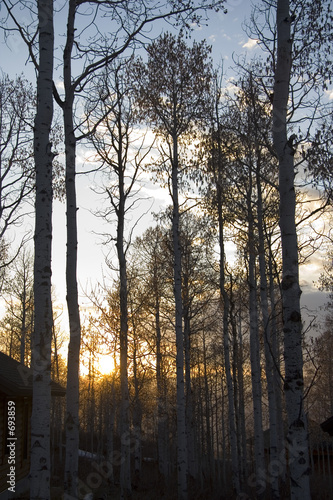 sunset and tall aspens photo