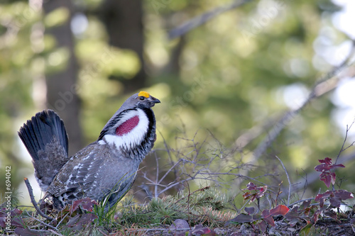 rocky mountain blue grouse photo