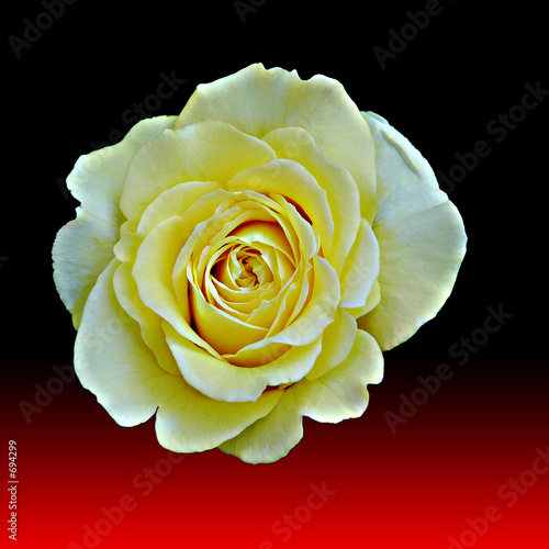 deutschland-rose